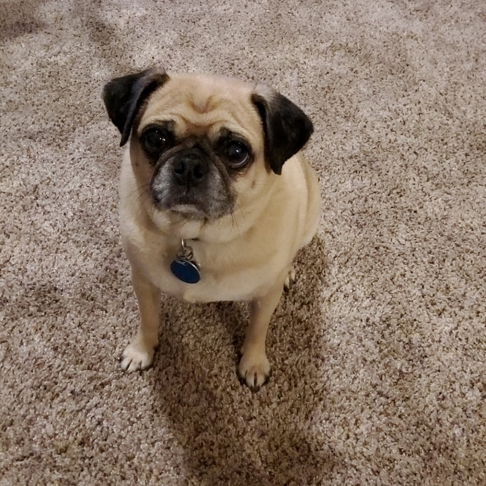 Mom Says Make An Offer!    I need more treats 😋
